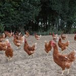 les-poulettes-de-mirbel-amap-92100